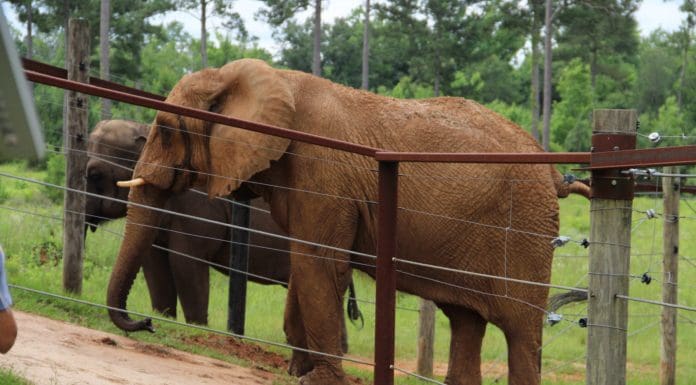 Mundi the elephant relaxes into retirement in south Georgia IMG 6490