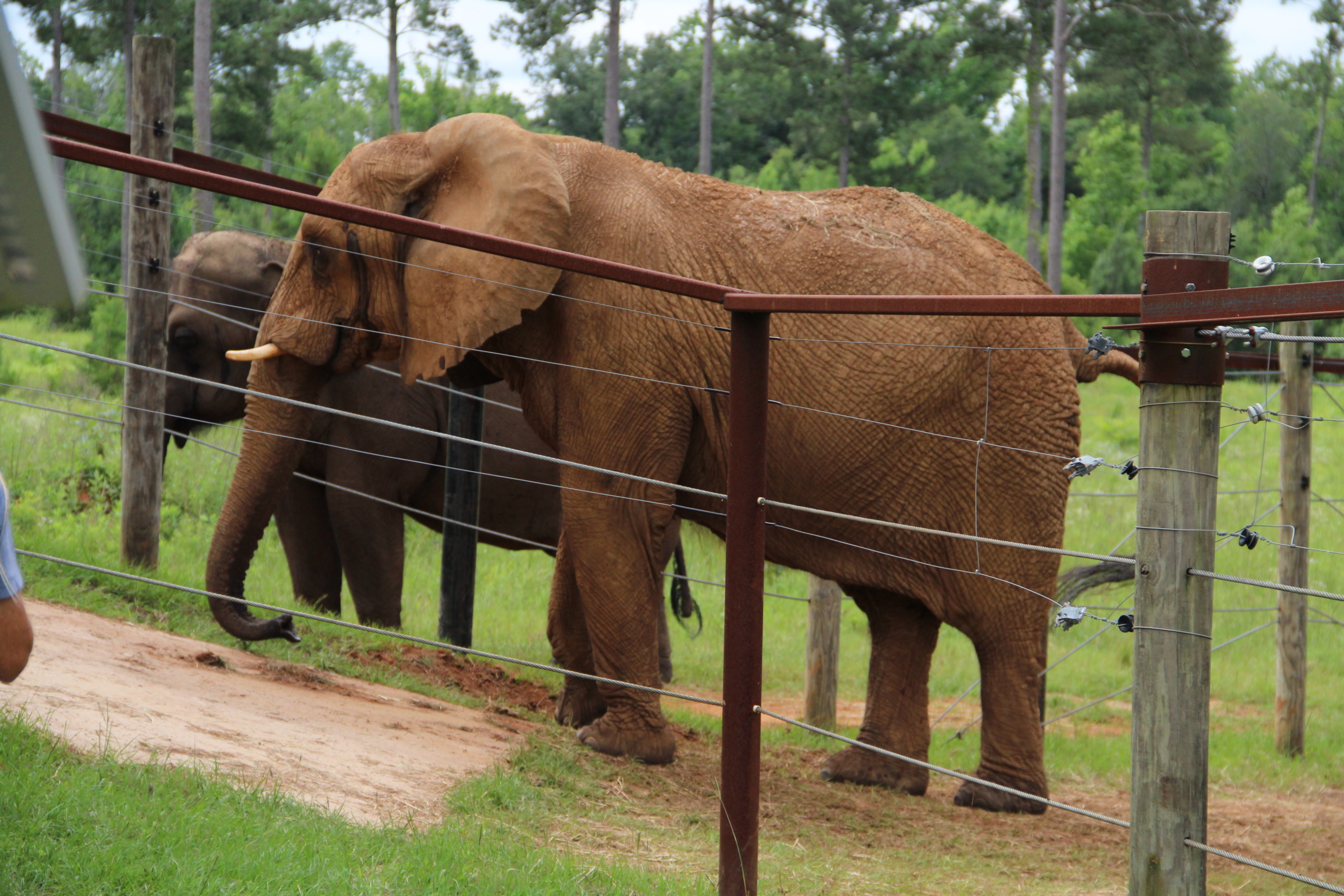 Mundi the elephant relaxes into retirement in south Georgia