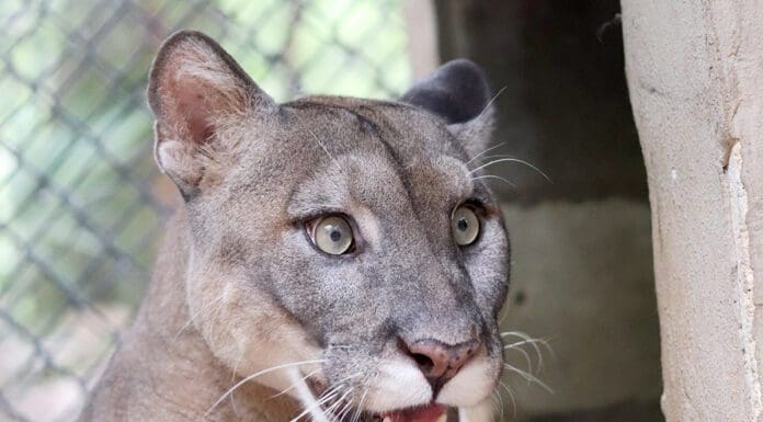Meet Buddha, a Florida panther at the Tallahassee Museum A close up of a panther