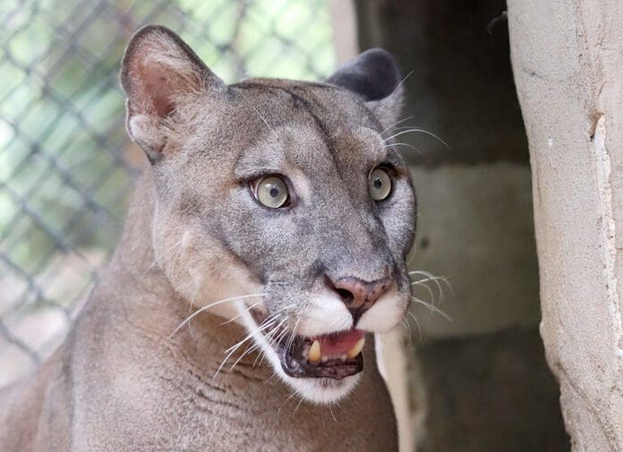 A close up of a panther