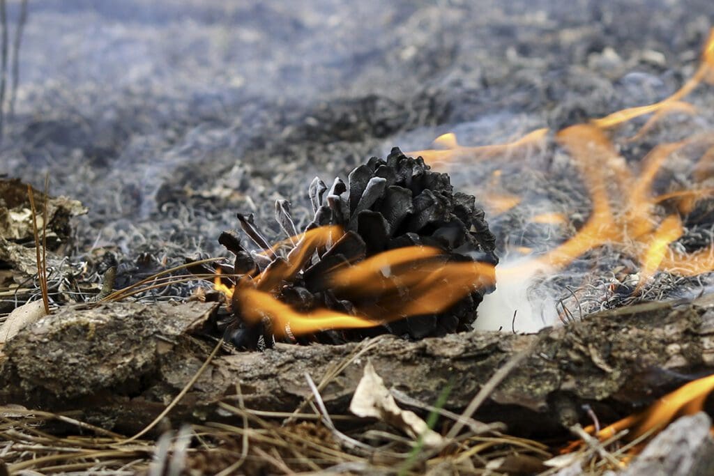 Pine Cone on Fire