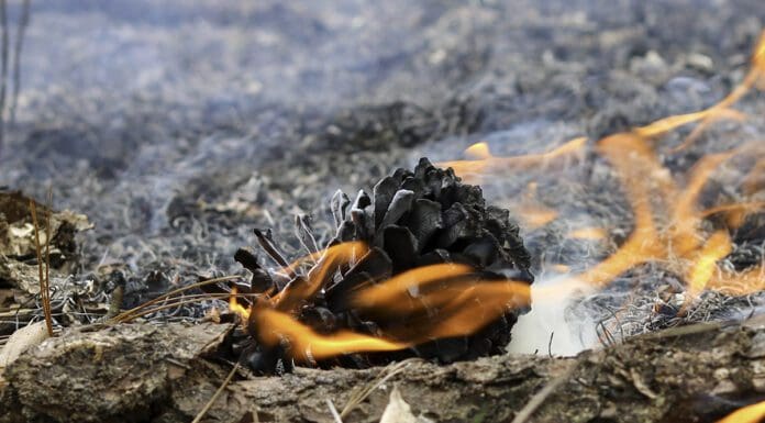 In the longleaf ecosystem: more fire, more carbon stored? a pine cone on fire
