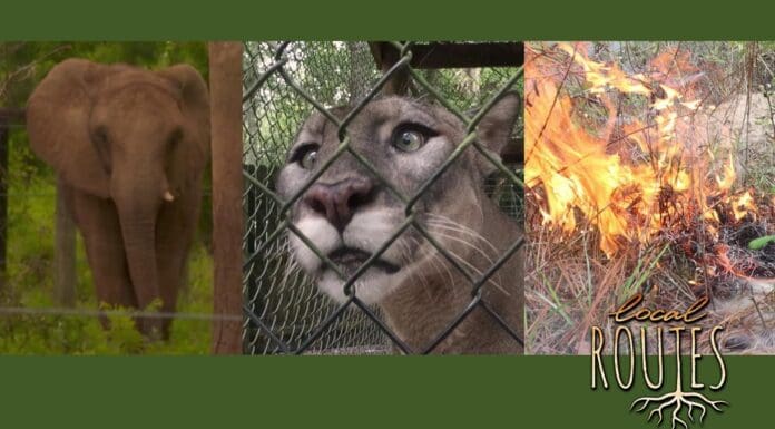 Elephants, Panthers, and Carbon. Oh My! (Episode 903) three photos: an elephant, a panther and fire