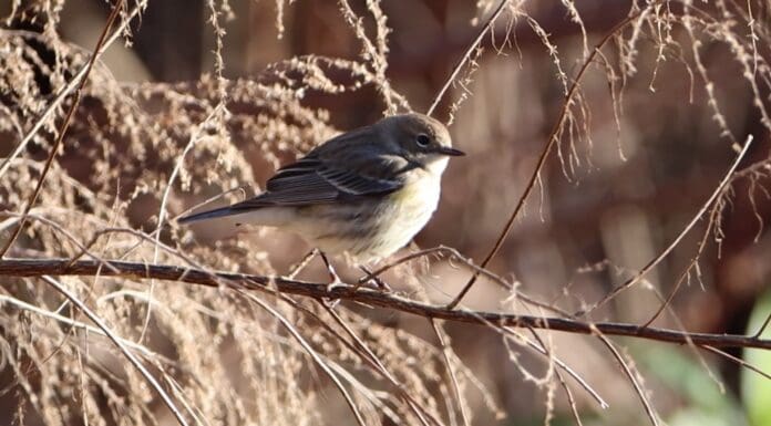 Is birding better at Lake Jackson when it’s dried down?
