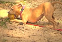 The Happy Foster Feedback Loop A dog standing in the sand