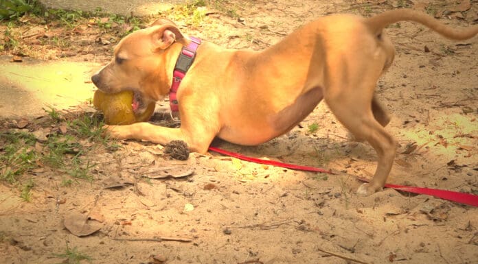 The Happy Foster Feedback Loop A dog standing in the sand