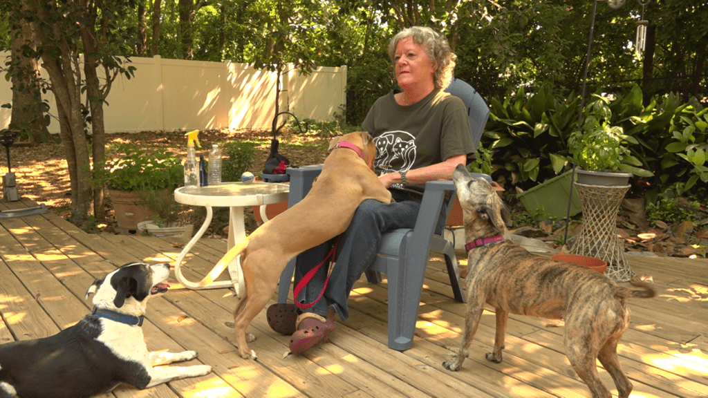 A woman sitting in a chair with three dogs.