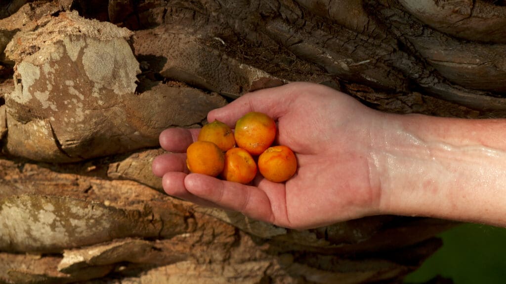 A hand holding pindo palm fruit