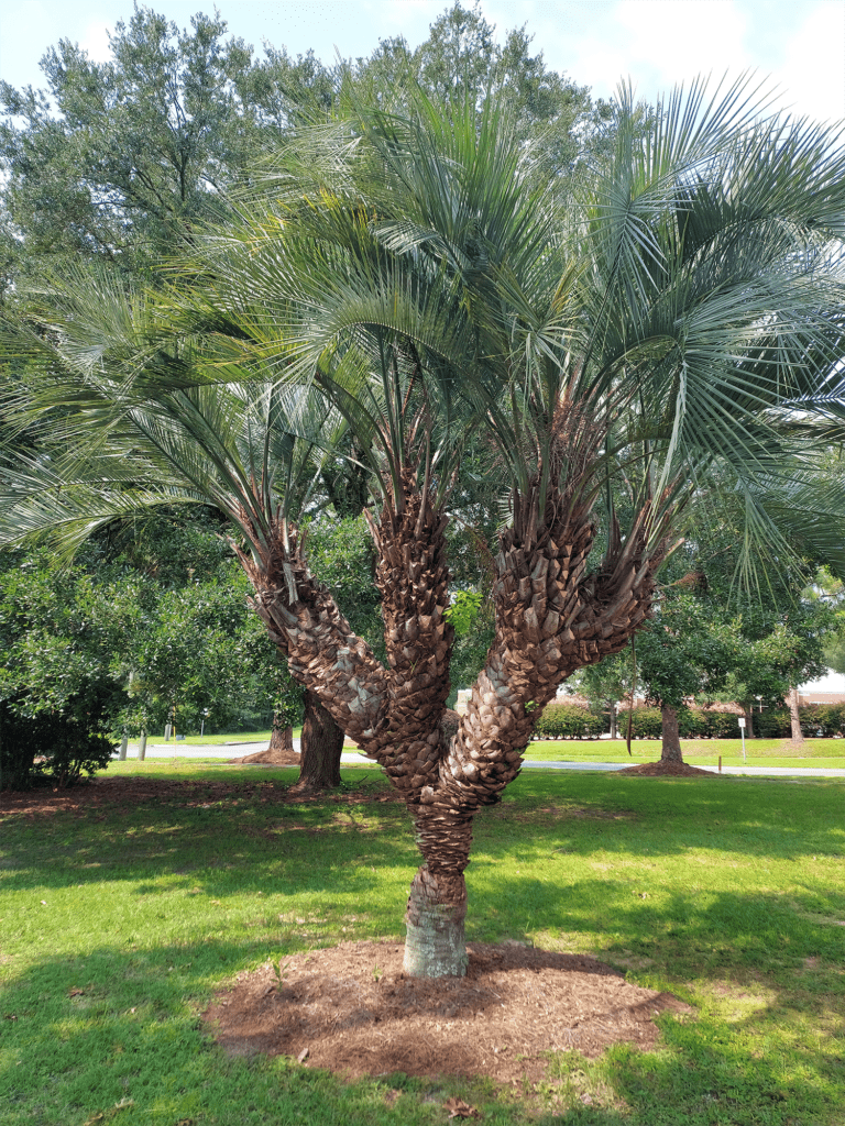 A pindo palm tree with four crowns.