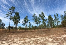 Quest for an Elusive Bee & Rare Pindo Palm | Inspiring Stories of Resilience (Episode 1001)