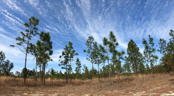 Quest for an Elusive Bee & Rare Pindo Palm | Inspiring Stories of Resilience (Episode 1001)