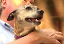 Fur-ever and ever |Pet Fostering Guide and More (Episode 1002) A close up of a man with a dog