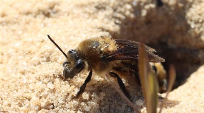 Finding the rare sandhills cellophane bee – with data A close up of sandhill cellophane bee