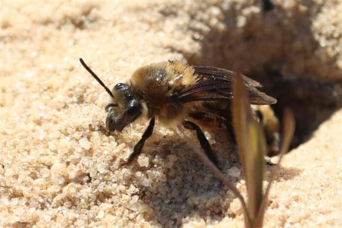 A close up of sandhill cellophane bee