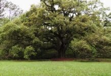 Lichgate on High Road The oak tree at Lichgate on High Road