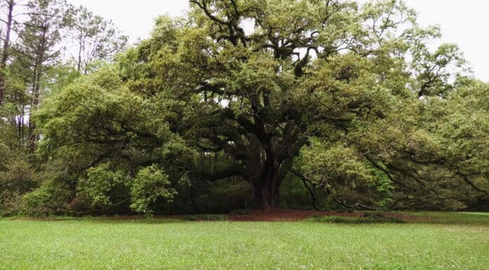 Lichgate on High Road The oak tree at Lichgate on High Road