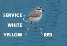 Banding Snowy Plovers at Deer Lake State Park Snowy plover bird with colorful bands on legs for scientific study