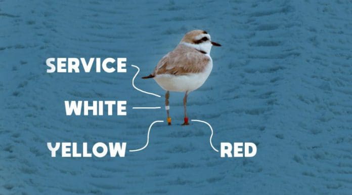 Banding Snowy Plovers at Deer Lake State Park Snowy plover bird with colorful bands on legs for scientific study