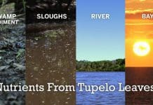 How do Tupelo Trees and Crawfish Help Apalachicola Bay? Nutrients from tupelo trees and how they influence Apalachicola bay