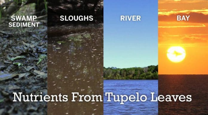 How do Tupelo Trees and Crawfish Help Apalachicola Bay? Nutrients from tupelo trees and how they influence Apalachicola bay