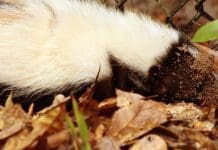 Striped Skunks |Tallahassee Museum’s Mysterious Residents striped skunk walks on leaves