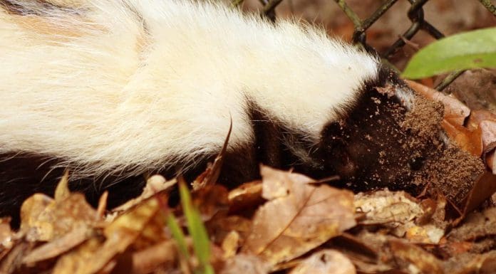 Striped Skunks |Tallahassee Museum’s Mysterious Residents striped skunk walks on leaves