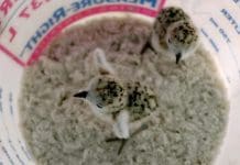 The Snowy Plover Factory | Visiting Shorebirds on St. Joseph Baby Snowy Plover birds rest in bucket