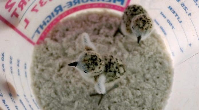 The Snowy Plover Factory | Visiting Shorebirds on St. Joseph Baby Snowy Plover birds rest in bucket