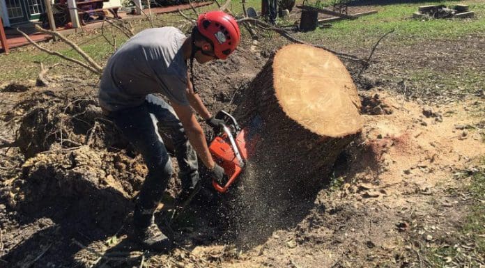 Picking Up The Pieces In Blountstown, Part 2 Man in hardhat uses chainsaw to cut large tree