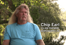 Clam Farming at Alligator Harbor