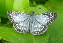 Butterfly Watching and Research in the Red Hills