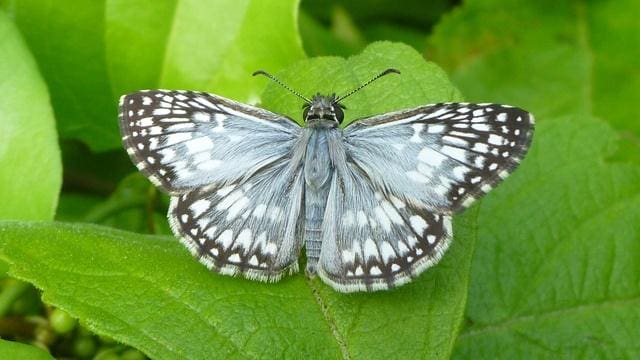 Butterfly Watching and Research in the Red Hills
