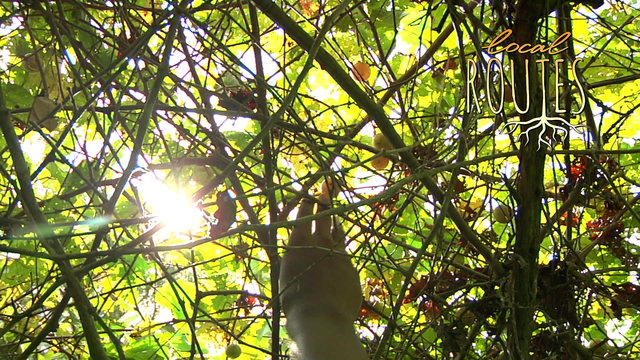 Local Routes – Episode 110