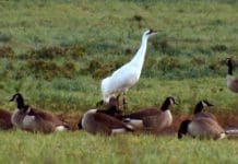 Behind the Scenes at the Saint Marks Whooping Crane Pen