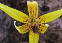 Exploring Dimpled Trout Lilies at the Wolf Creek Preserve