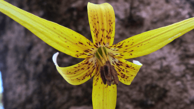 Exploring Dimpled Trout Lilies at the Wolf Creek Preserve
