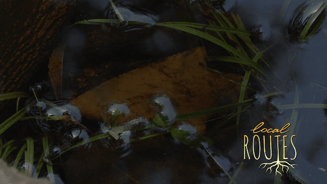 Local Routes – Episode 115