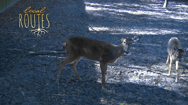 Local Routes – Episode 116