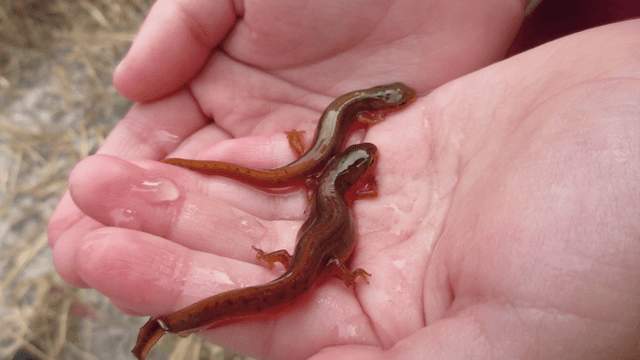 Local Routes – Episode 127