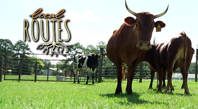 Local Routes – Episode 204