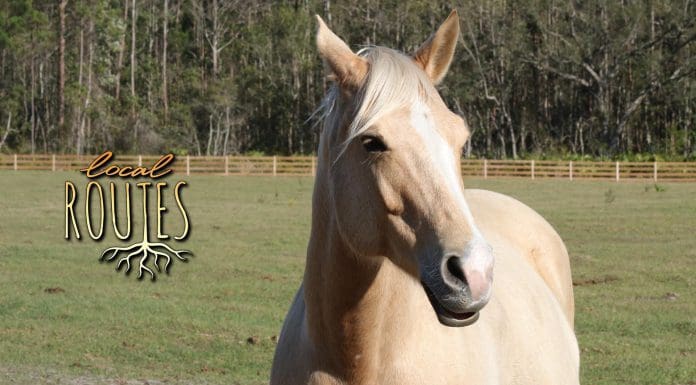 Local Routes – Episode 210 Tan horse with blonde mane in large field