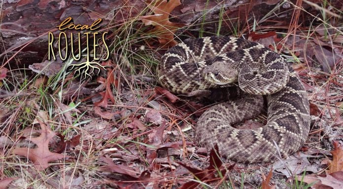 Local Routes – Episode 211 Eastern diamondback rattler snake