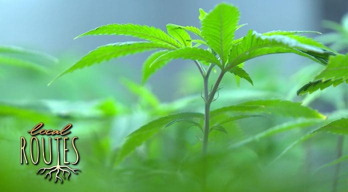 Local Routes – Episode 216 field of medical marijuana