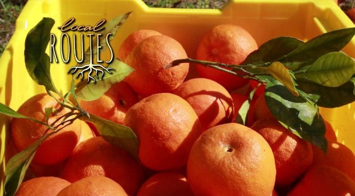 Local Routes – Episode 217 Freshly picked oranges in bucket
