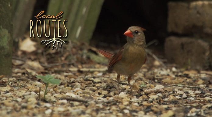 Local Routes – Episode 221 Small bird with orange beak walks around