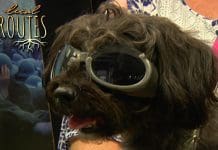 Local Routes – Episode 302 Long haired brown dog wears goofy sunglasses