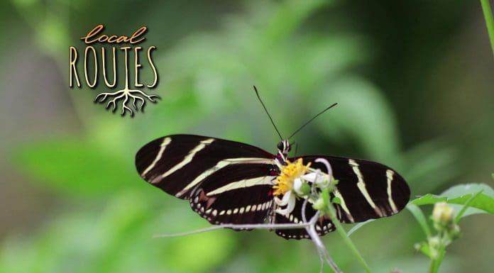 Local Routes –  Episode 305 Black and yellow butterfly perches on plant