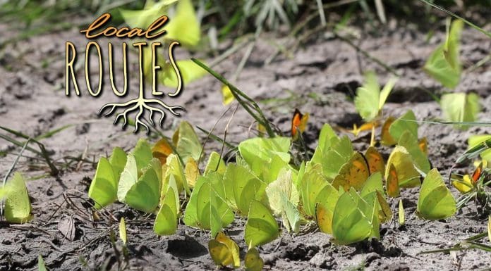Local Routes – Episode 306 Butterflies perch on fallen branch