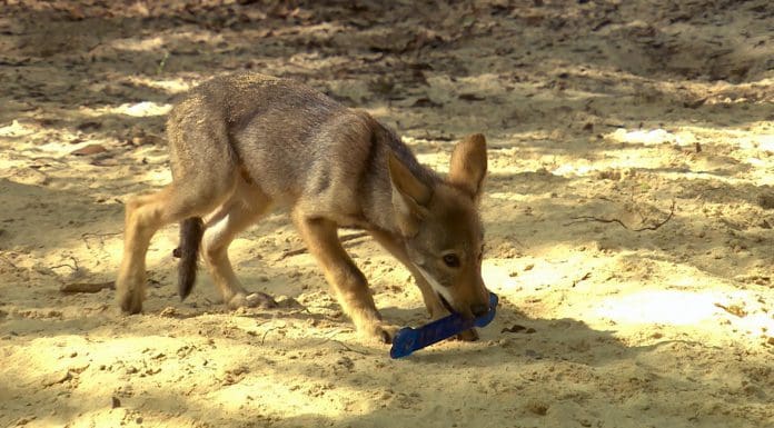 Tallahassee Museum Red Wolf Puppy Special! red wolf puppy picks up stick with mouth