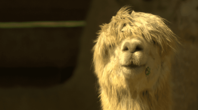 Local Routes – Episode 316 Alpaca
